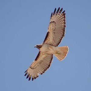 Meet your Posher, Lynda